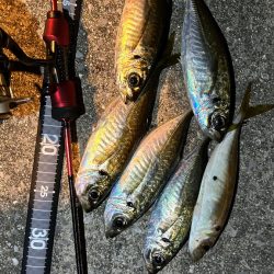 週末爆風アジング