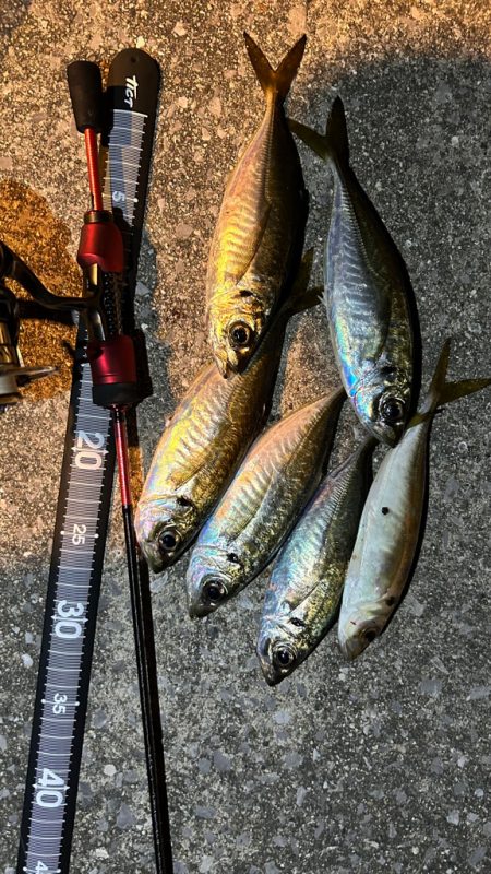 週末爆風アジング