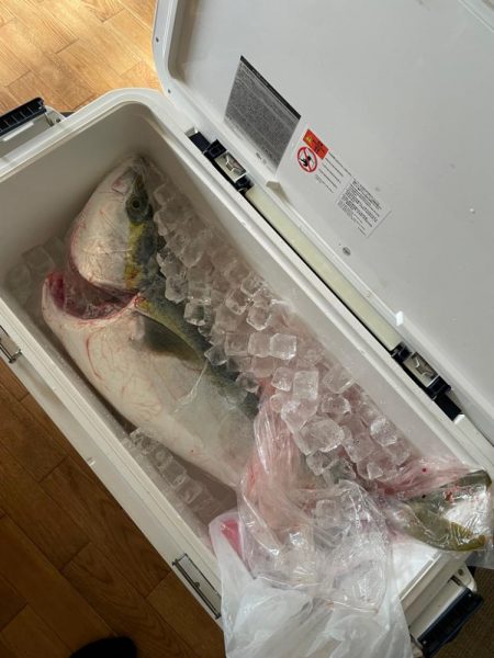 岸和田一文字 ブリ