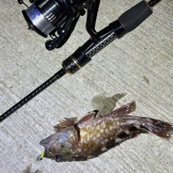 大阪市アジング