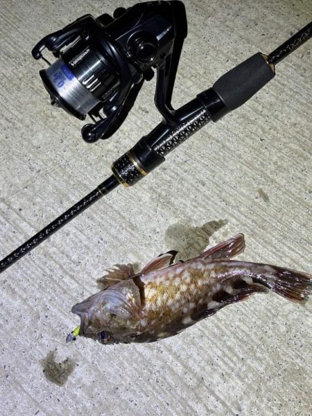 大阪市アジング