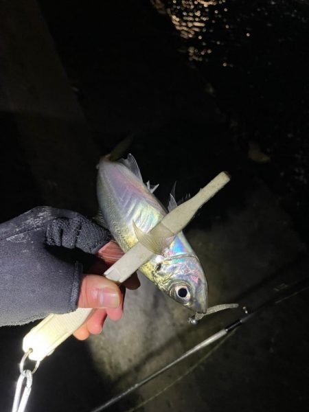 爆風アジング ぜひご参考に