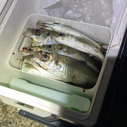 デイアジングで入れ食い