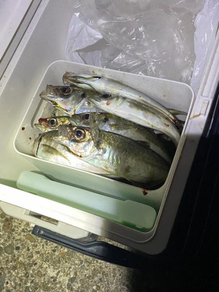 デイアジングで入れ食い