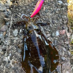 連日爆風エギング