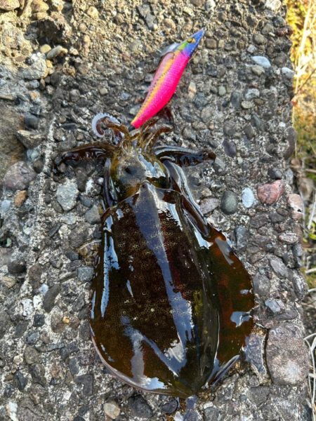 連日爆風エギング