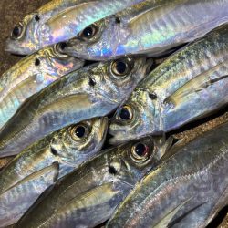 ポイント調査!!