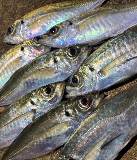 ポイント調査!!