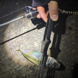 大阪市アジング