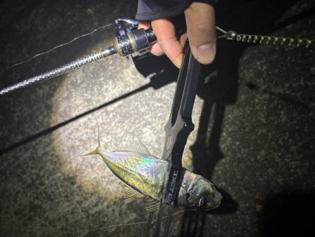 大阪市アジング