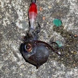 ライトエギングでヒイカを釣るコツを発見!