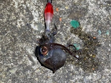 ライトエギングでヒイカを釣るコツを発見!