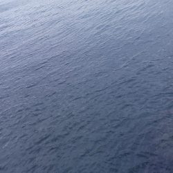 アジングで尺アジと40cmサバ