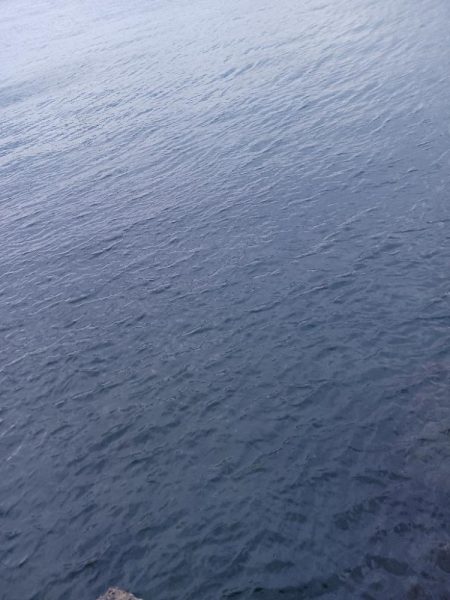 アジングで尺アジと40cmサバ