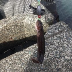 ガシラ~リベンジ