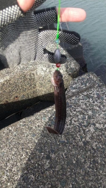 ガシラ~リベンジ