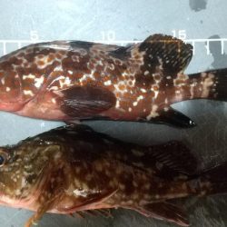 海釣り~ファイナル