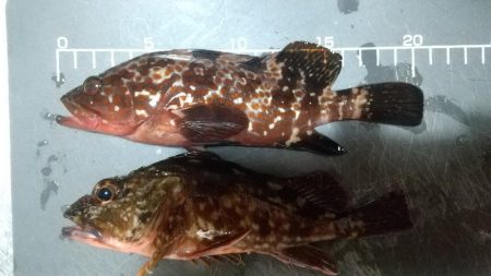 海釣り~ファイナル