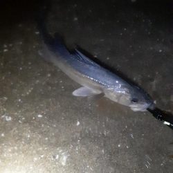 楽しい時期が来ましたね!