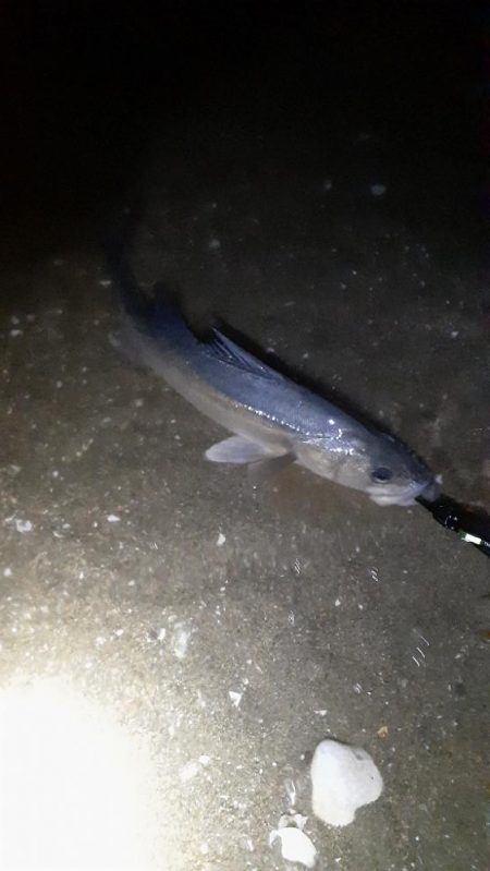 楽しい時期が来ましたね!