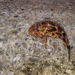 ウツボ祭りの釣り納め