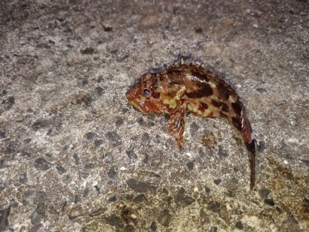 ウツボ祭りの釣り納め