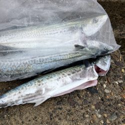 宮津〜舞鶴ランガン