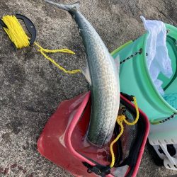 キビナゴパターン