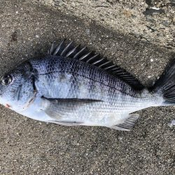 イチノ兄弟、釣果!