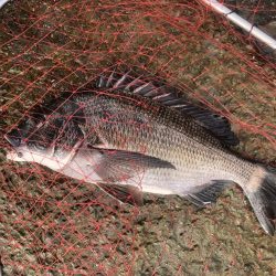 イチノ兄弟、釣果！