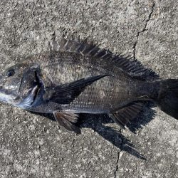 イチノ兄弟、釣果！