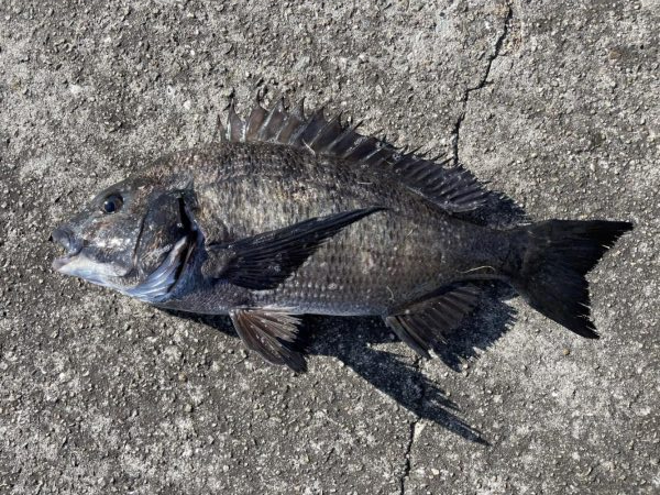 イチノ兄弟、釣果！