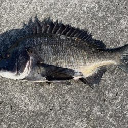 イチノ兄弟、釣果!