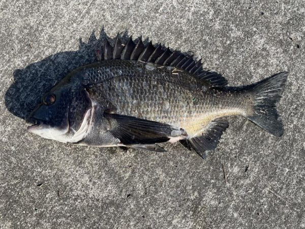 イチノ兄弟、釣果!