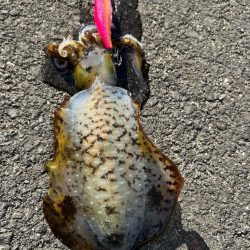 連日爆風エギング