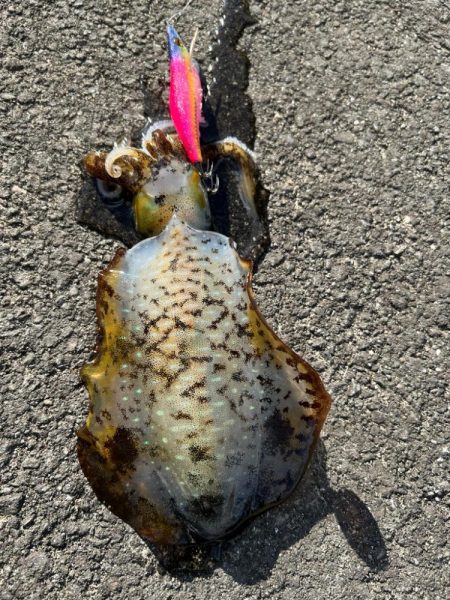 連日爆風エギング