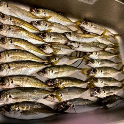 デイアジングで入れ食い