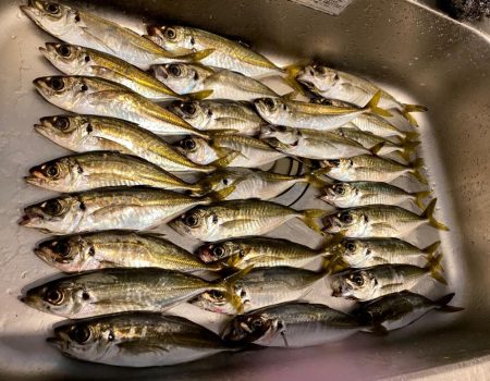 デイアジングで入れ食い