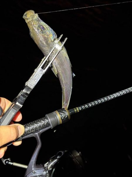 大阪市アジング