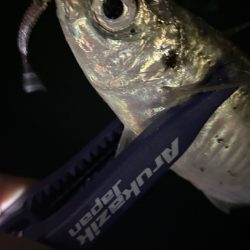 週末爆風アジング