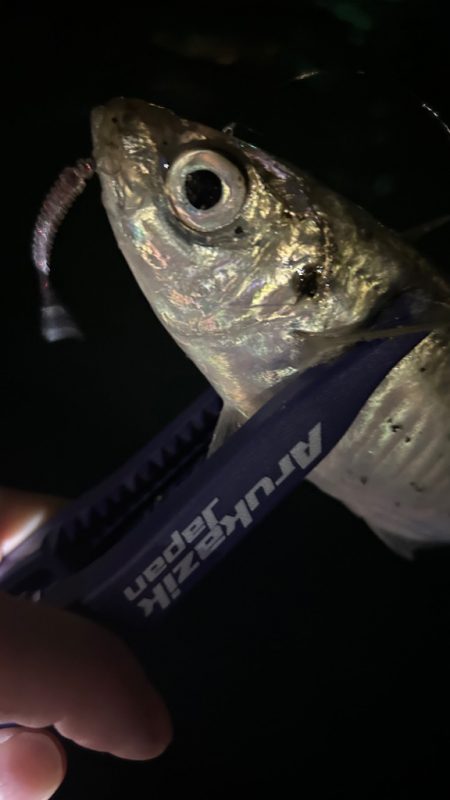 週末爆風アジング