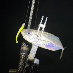 大阪市アジング