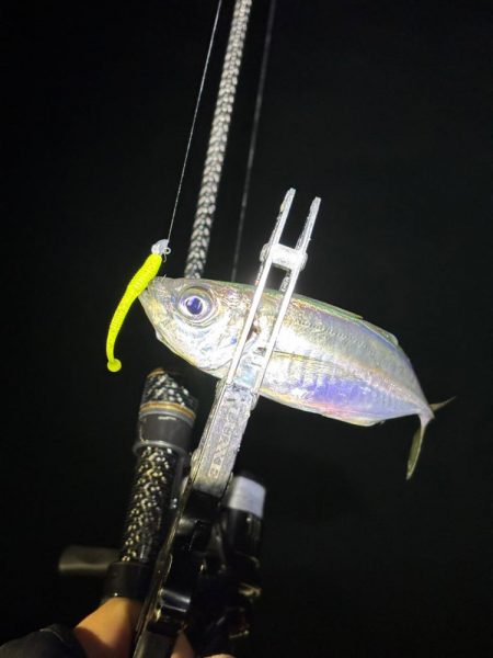 大阪市アジング