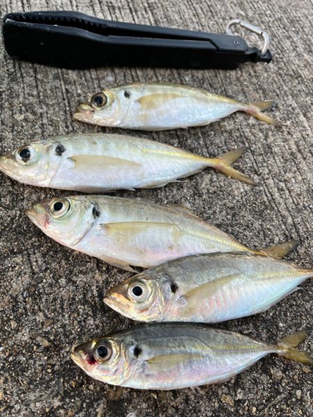 大アジ　回遊しています