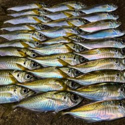 夜な夜な夜な夜な夜な夜なアジング