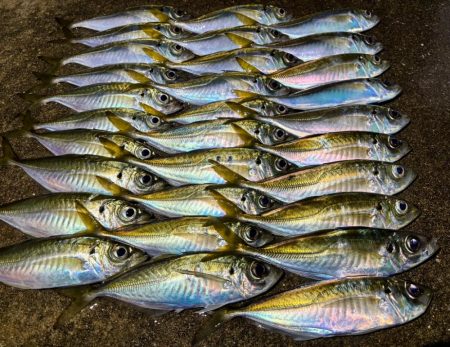 夜な夜な夜な夜な夜な夜なアジング