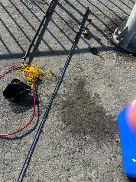 コブダイゲーム？