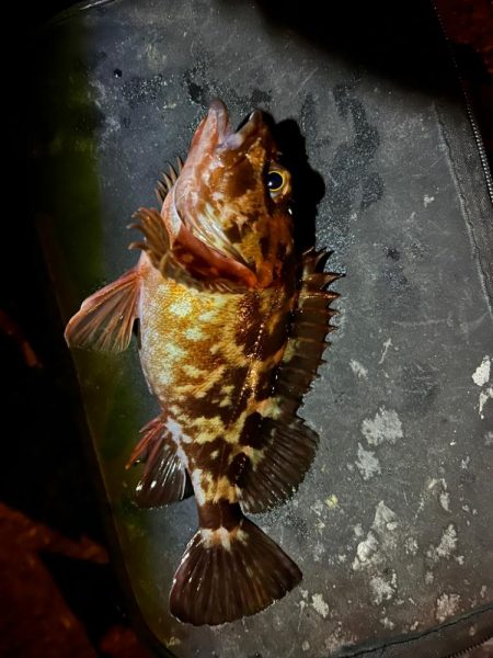 釣り納めライトゲーム