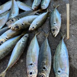 大アジ釣れています