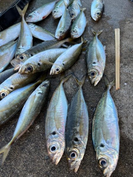 大アジ釣れています